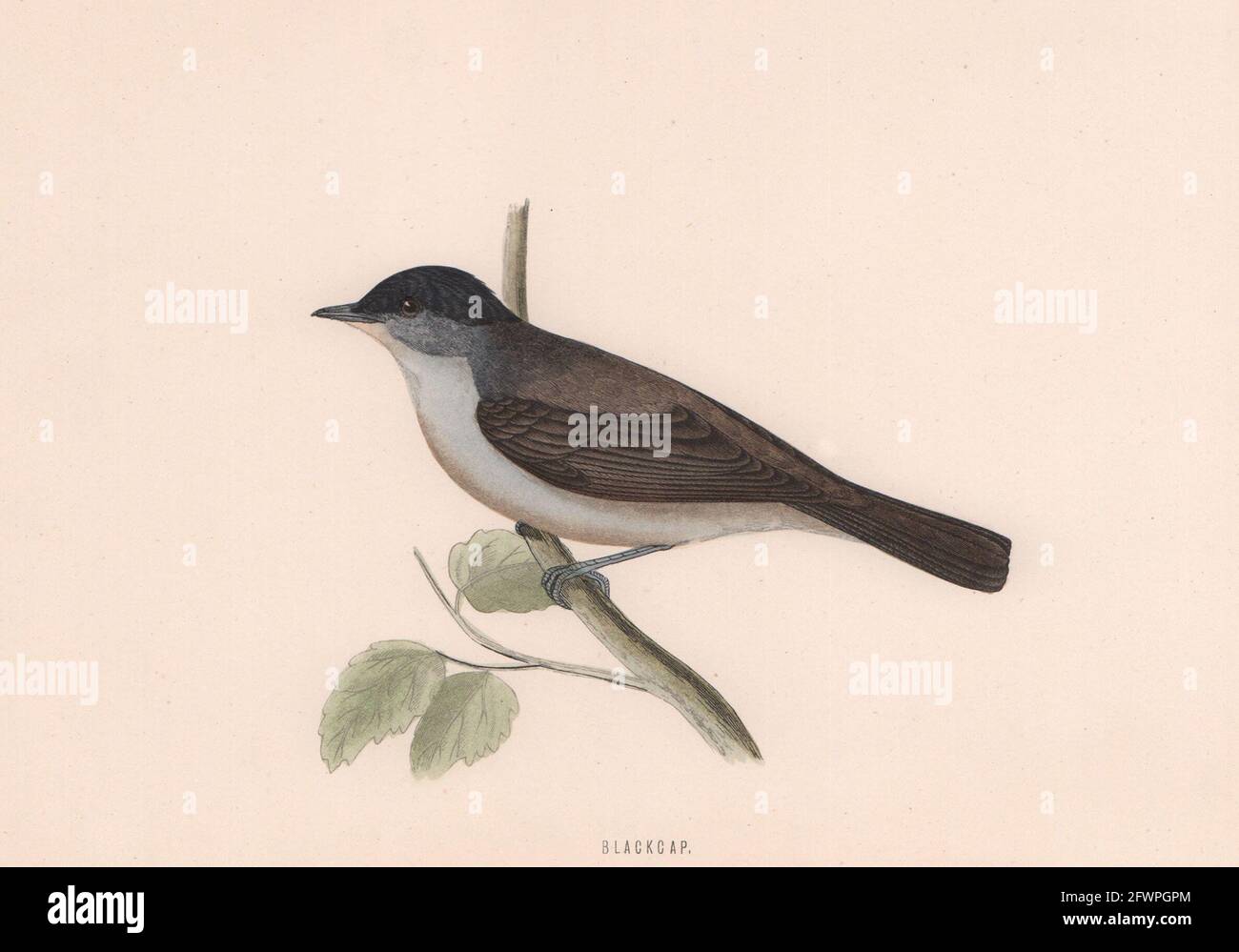 Blackcap. Morris's British Birds. Antik Farbdruck 1870 alt Stockfoto