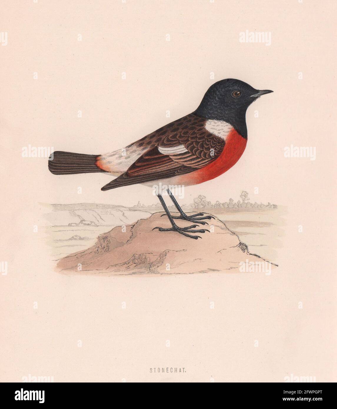 Steinechat. Morris's British Birds. Antik Farbdruck 1870 alt Stockfoto