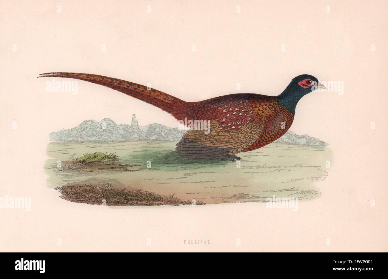 Der Bauer. Morris's British Birds. Antik Farbdruck 1870 alt Stockfoto