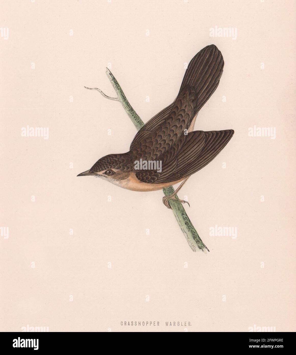 Grasshopper-Waldsänger. Morris's British Birds. Antik-Farbdruck 1870 Stockfoto