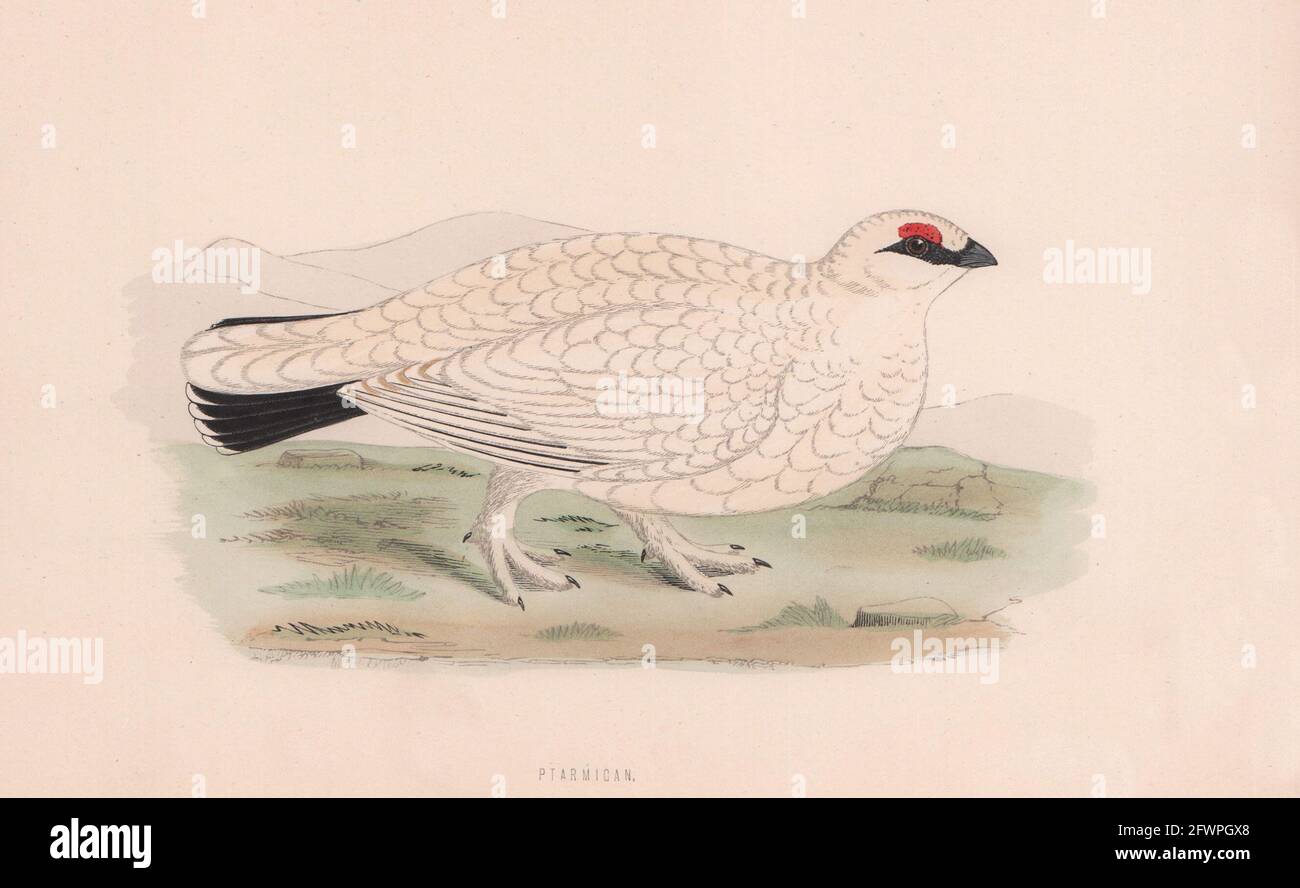 Ptarmigan. Morris's British Birds. Antik Farbdruck 1870 alt Stockfoto