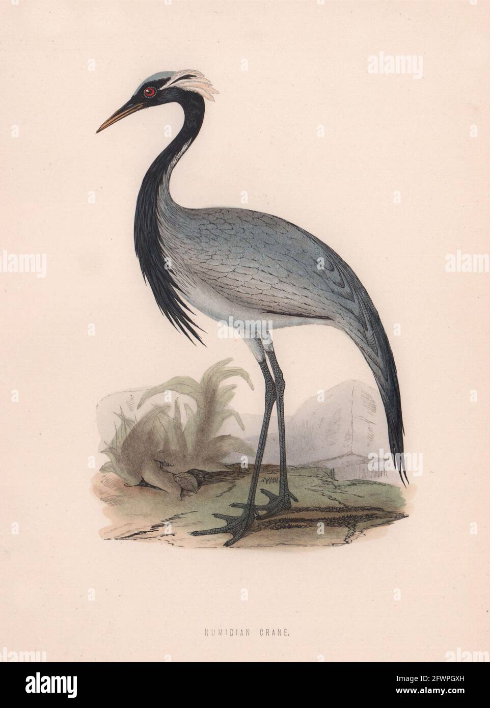Numian Crane. Morris's British Birds. Antik Farbdruck 1870 alt Stockfoto