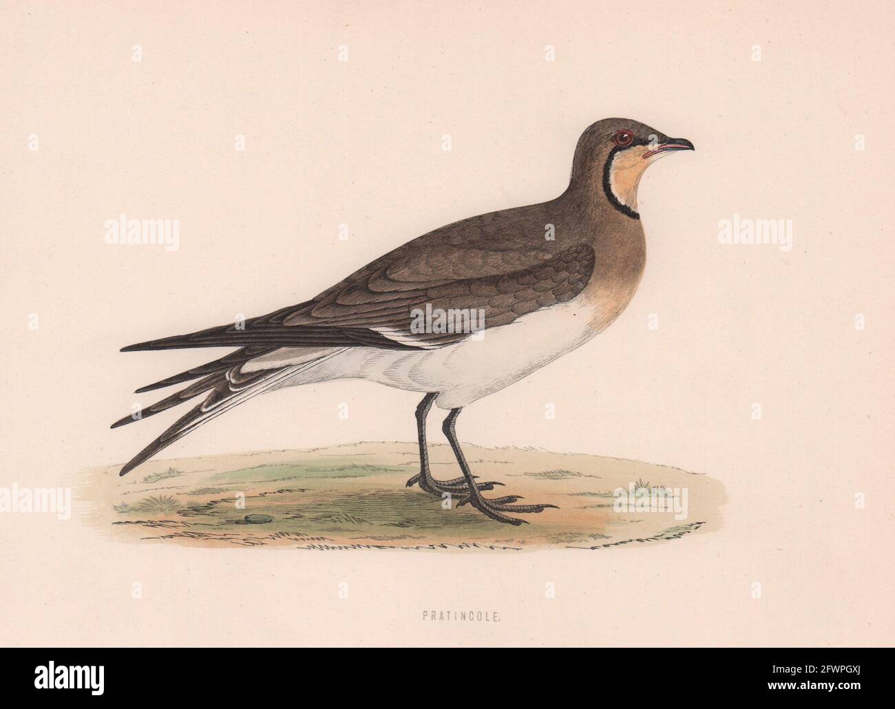 Pratincole. Morris's British Birds. Antik Farbdruck 1870 alt Stockfoto