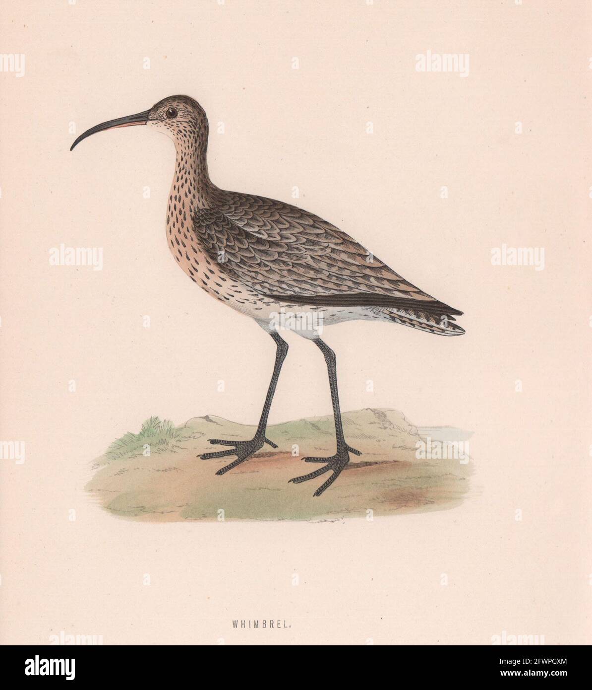 Whimbrel. Morris's British Birds. Antik Farbdruck 1870 alt Stockfoto