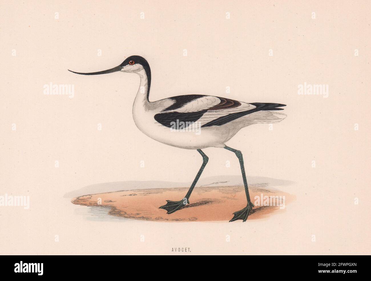 Avocet. Morris's British Birds. Antik Farbdruck 1870 alt Stockfoto