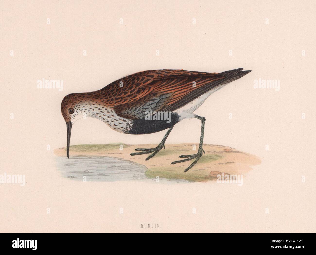 Dunlin. Morris's British Birds. Antik Farbdruck 1870 alt Stockfoto