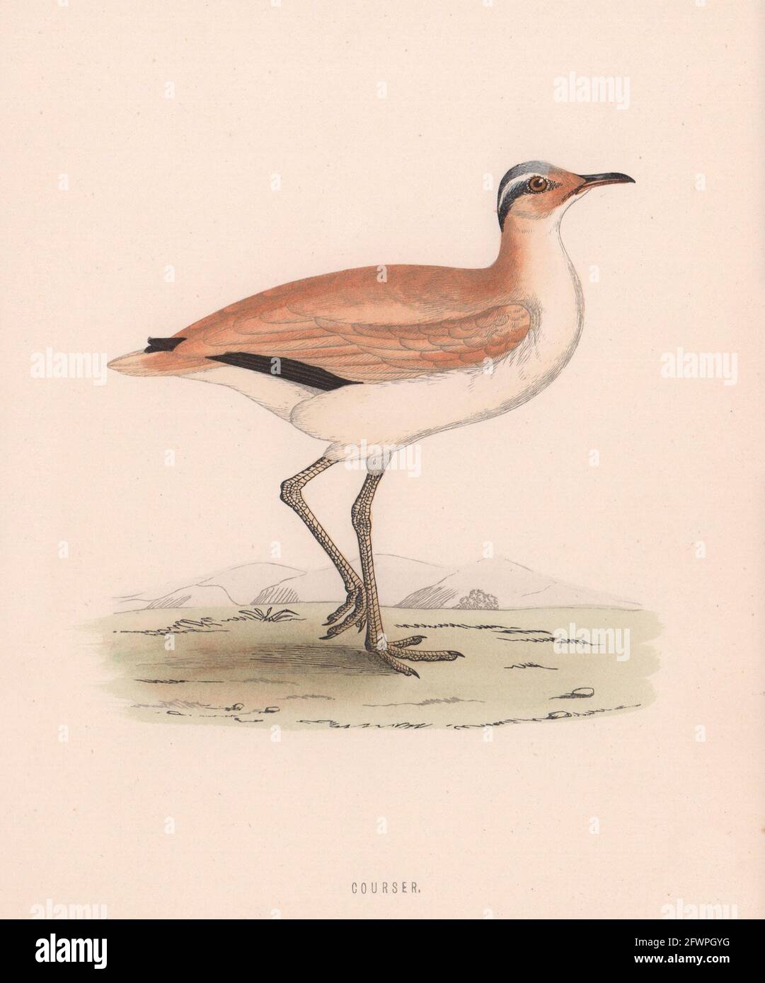 Kurser. Morris's British Birds. Antik Farbdruck 1870 alt Stockfoto