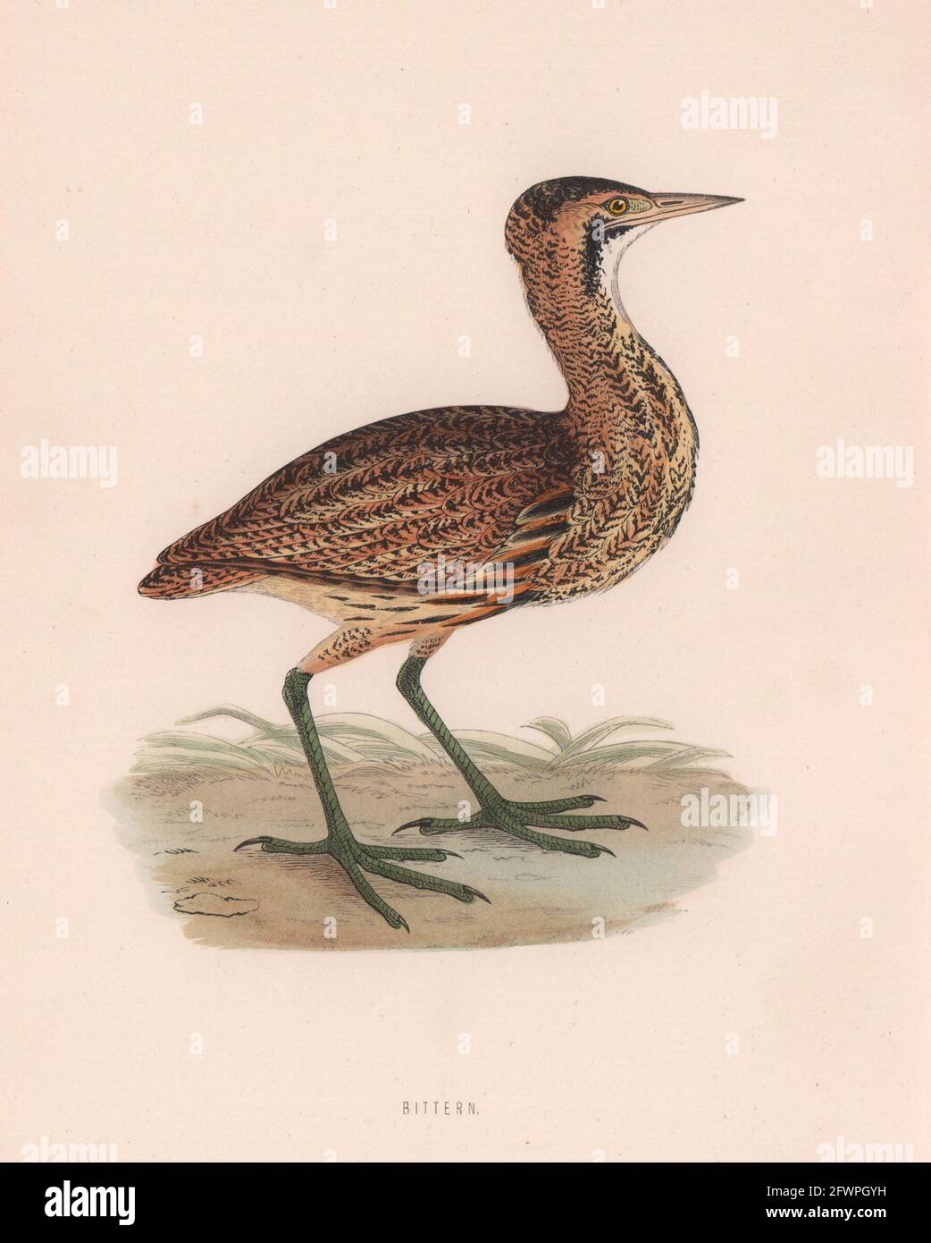 Bittern. Morris's British Birds. Antik Farbdruck 1870 alt Stockfoto