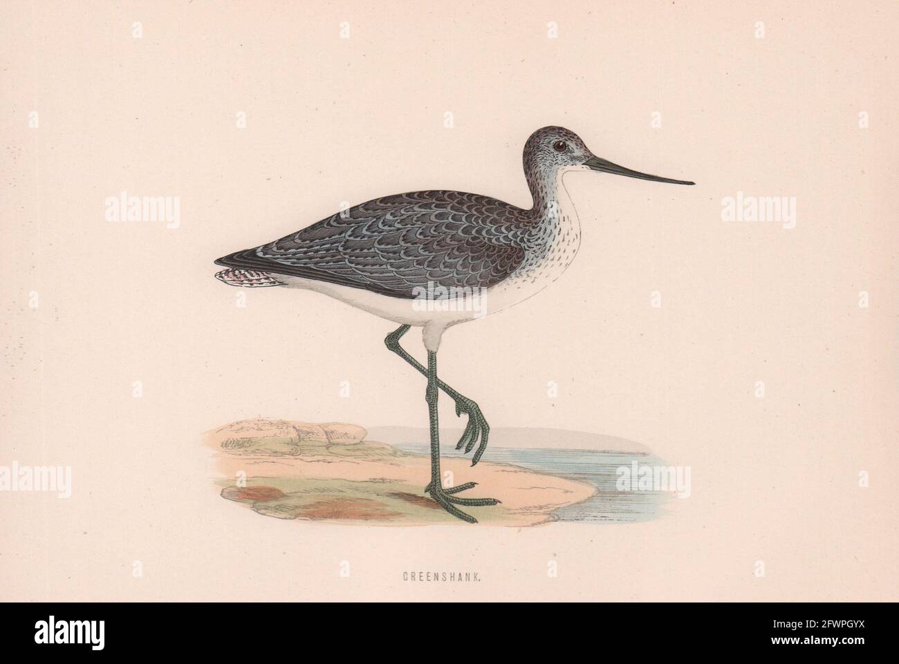 Greenshank. Morris's British Birds. Antik Farbdruck 1870 alt Stockfoto