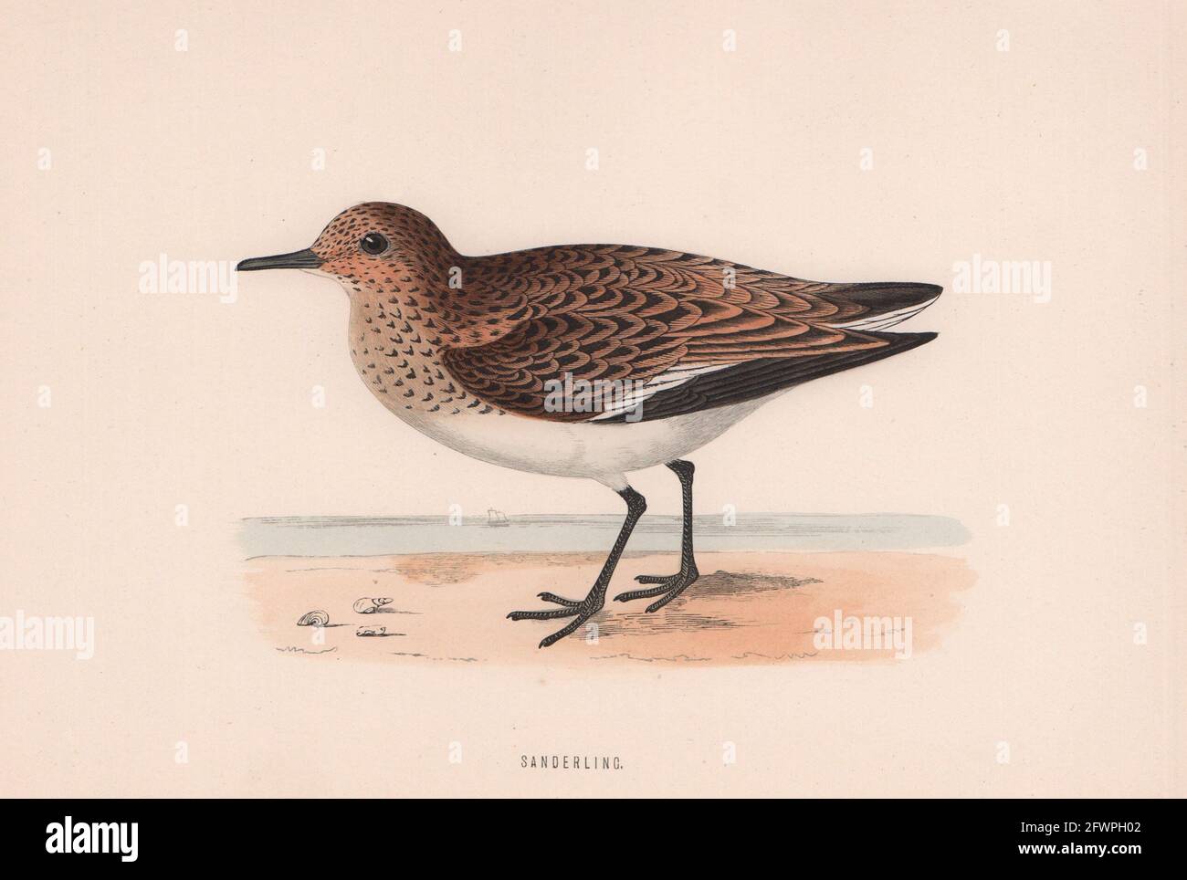 Sanderling. Morris's British Birds. Antik Farbdruck 1870 alt Stockfoto