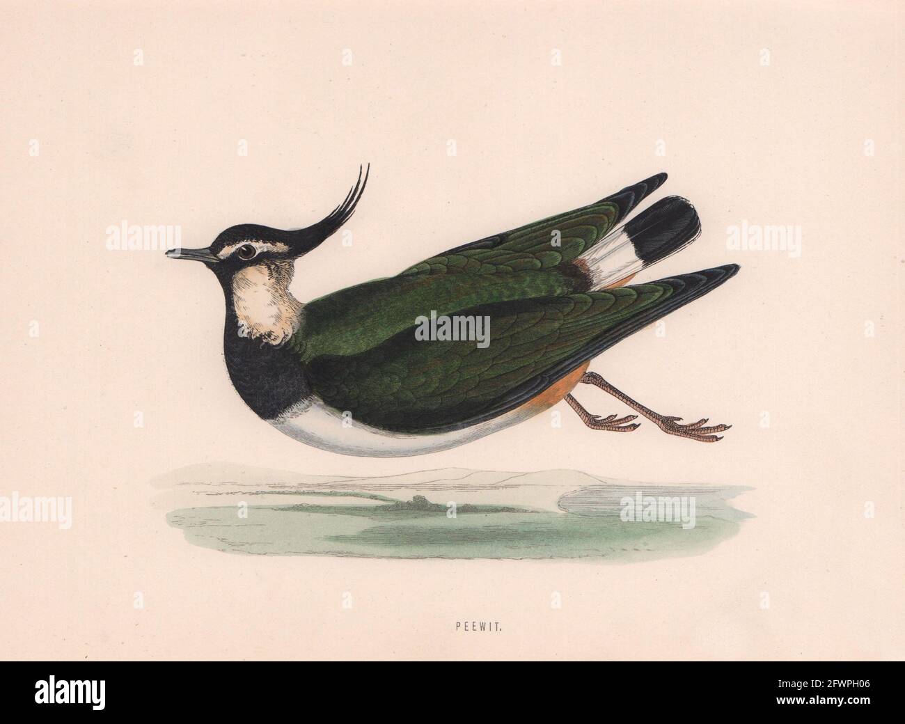 Peewit. Morris's British Birds. Antik Farbdruck 1870 alt Stockfoto