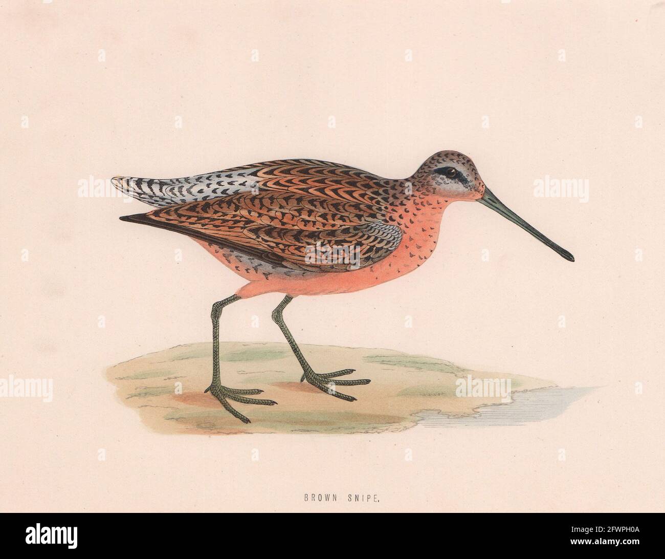 Braune Schnepfe. Morris's British Birds. Antik Farbdruck 1870 alt Stockfoto