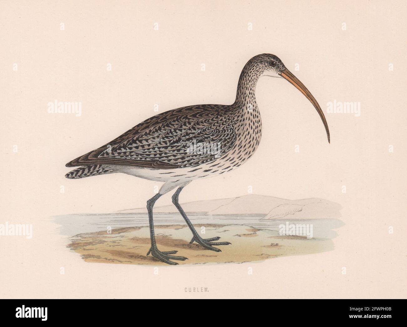 Curlew. Morris's British Birds. Antik Farbdruck 1870 alt Stockfoto
