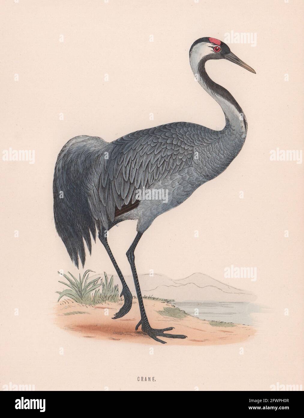 Kran. Morris's British Birds. Antik Farbdruck 1870 alt Stockfoto