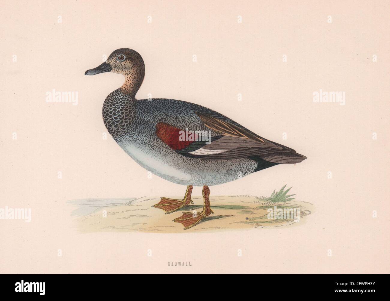 Spielwand. Morris's British Birds. Antik Farbdruck 1870 alt Stockfoto