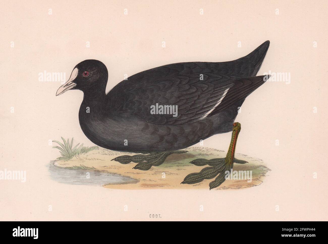 Coot. Morris's British Birds. Antik Farbdruck 1870 alt Stockfoto