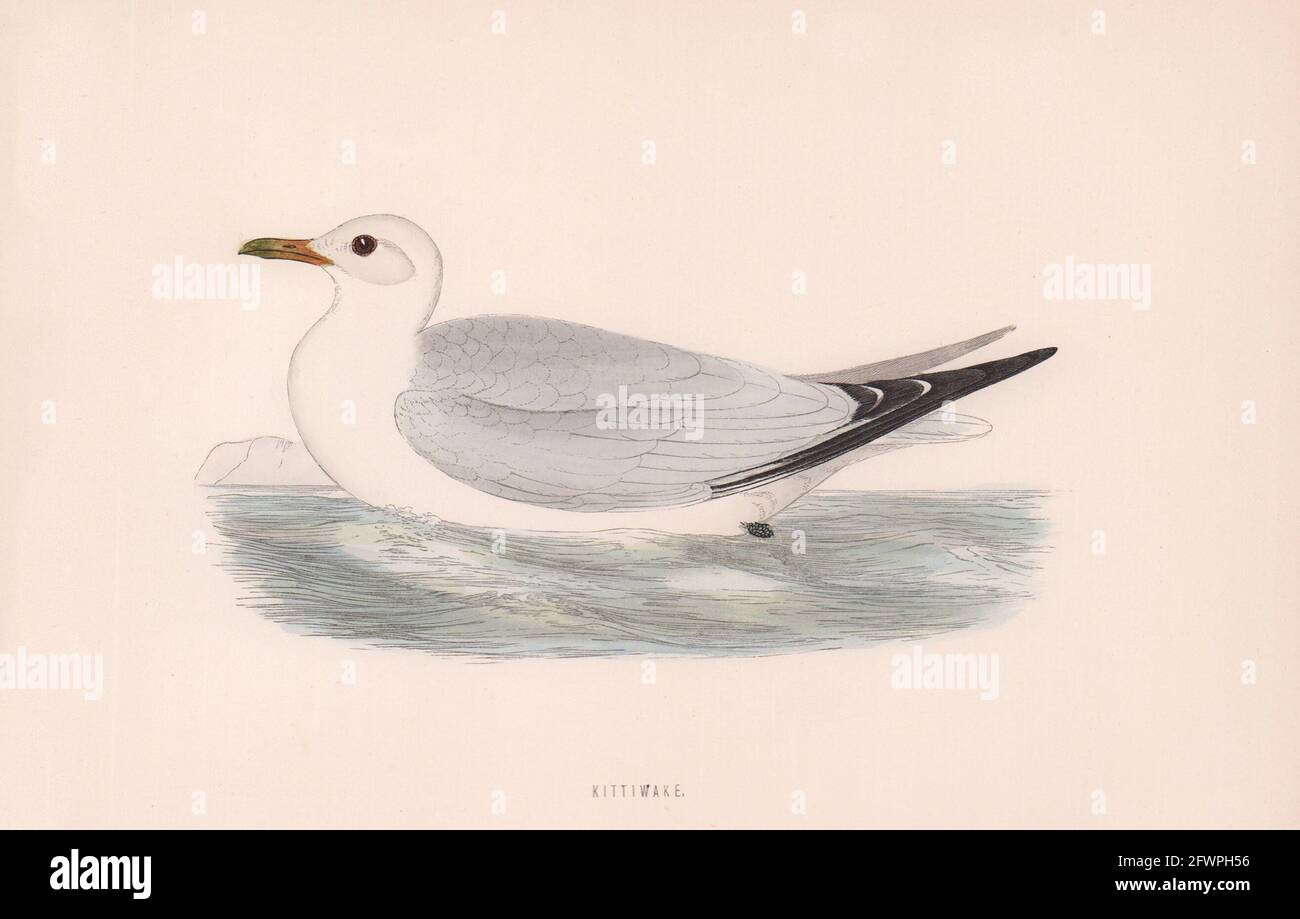 Kittiwake. Morris's British Birds. Antik Farbdruck 1870 alt Stockfoto