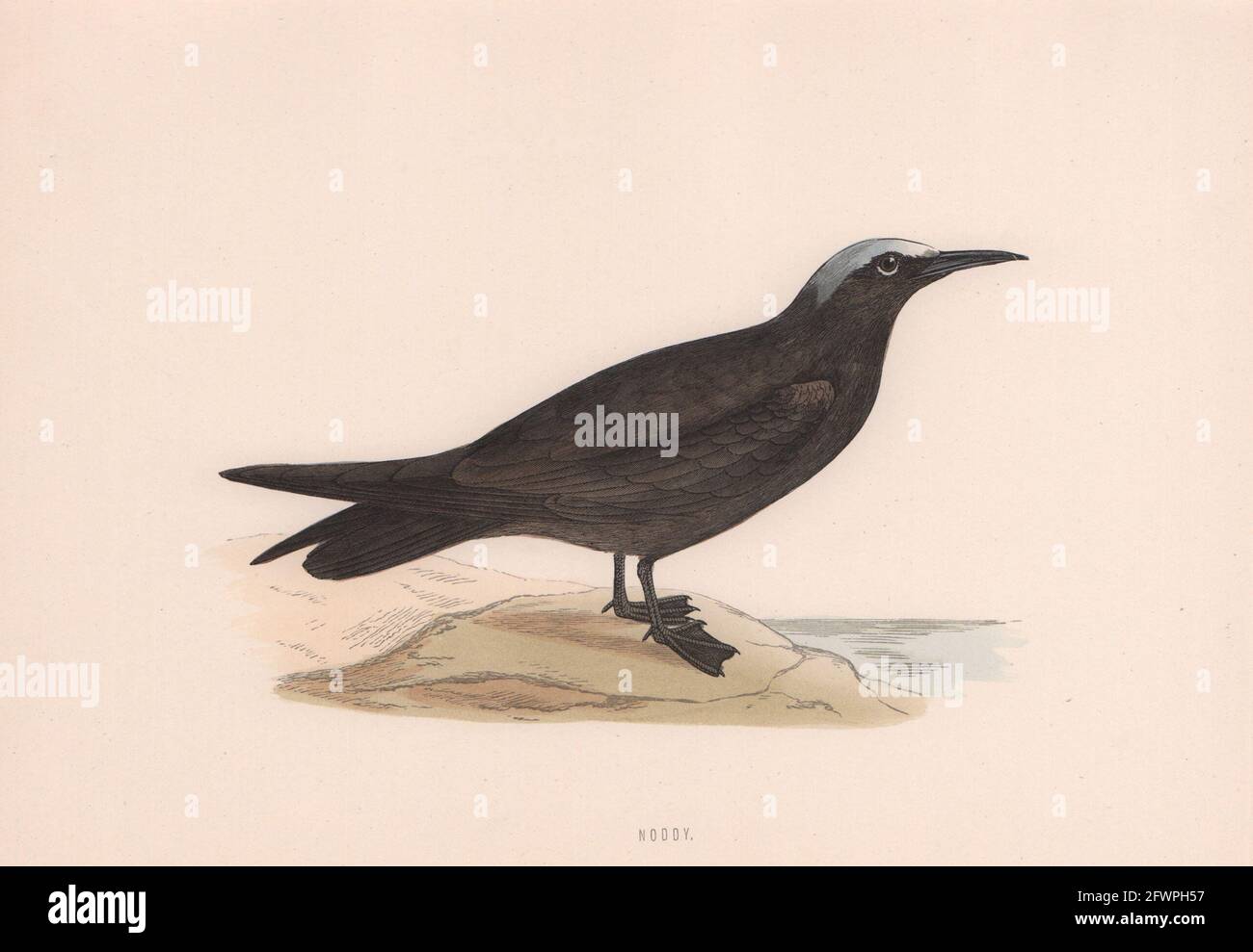 Noddy. Morris's British Birds. Antik Farbdruck 1870 alt Stockfoto