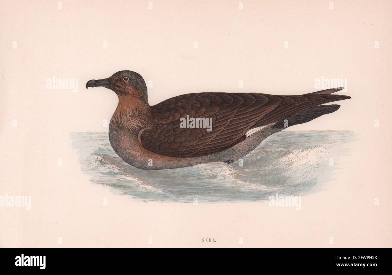 Skua. Morris's British Birds. Antik Farbdruck 1870 alt Stockfoto