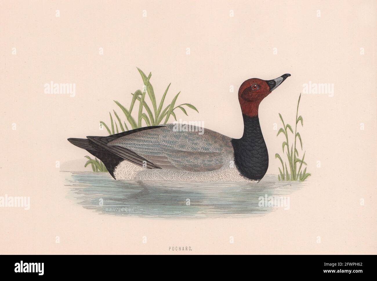Pochard. Morris's British Birds. Antik Farbdruck 1870 alt Stockfoto