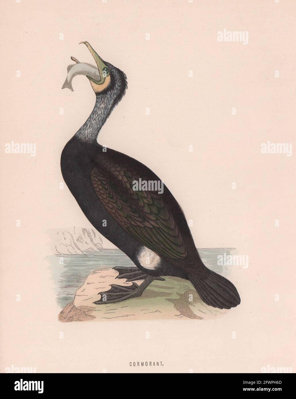 Kormoran. Morris's British Birds. Antik Farbdruck 1870 alt Stockfoto