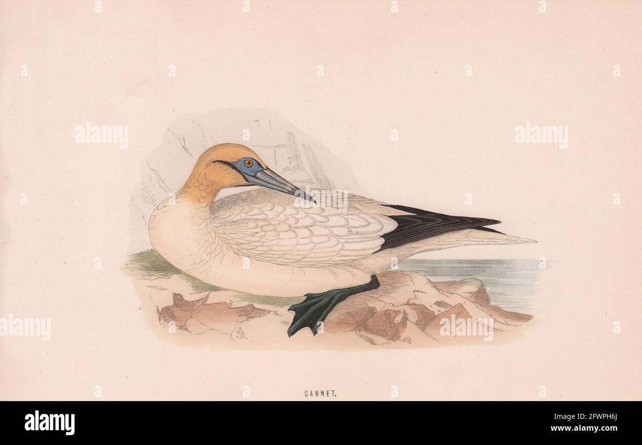 Gannet. Morris's British Birds. Antik Farbdruck 1870 alt Stockfoto