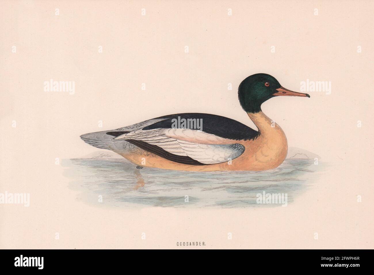 Gänsehaut. Morris's British Birds. Antik Farbdruck 1870 alt Stockfoto