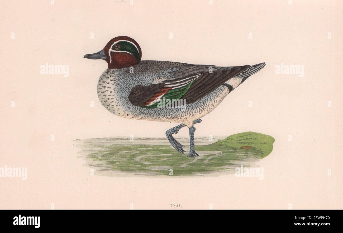 Blaugrün. Morris's British Birds. Antik Farbdruck 1870 alt Stockfoto