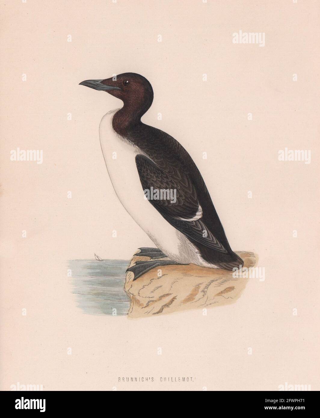 Brunnichs Guillemot. Morris's British Birds. Antik-Farbdruck 1870 Stockfoto