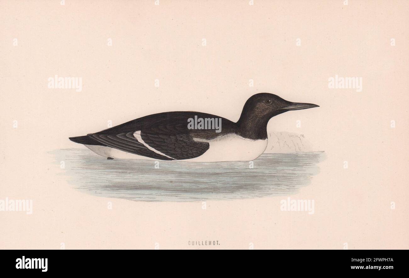 Guillemot. Morris's British Birds. Antik Farbdruck 1870 alt Stockfoto