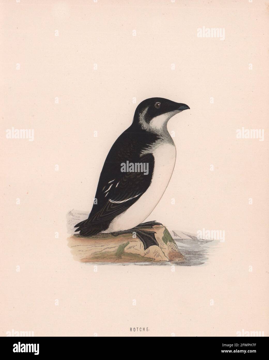 Rotche. Morris's British Birds. Antik Farbdruck 1870 alt Stockfoto