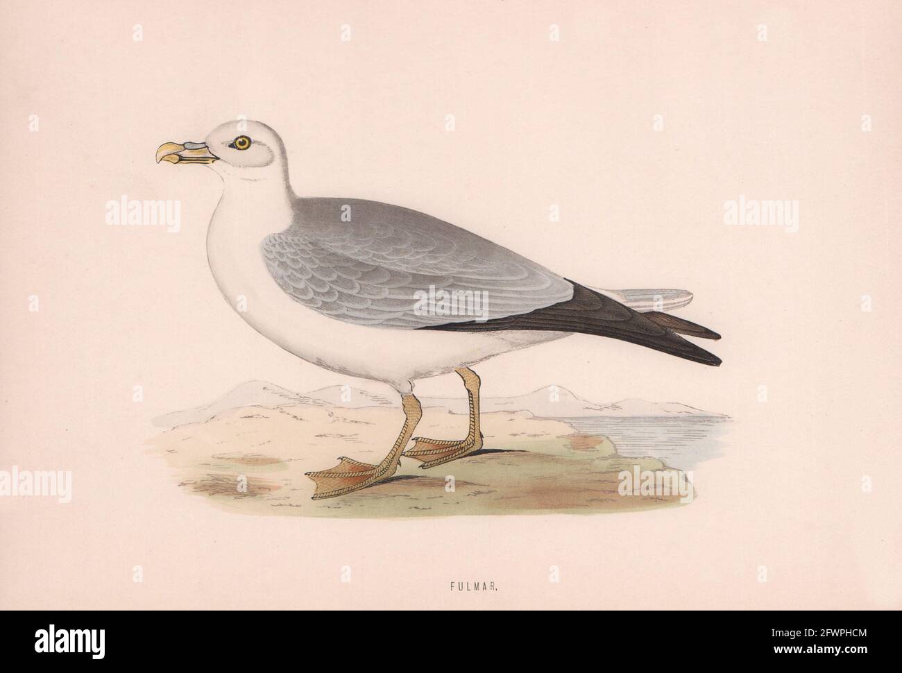 Fulmar. Morris's British Birds. Antik Farbdruck 1870 alt Stockfoto