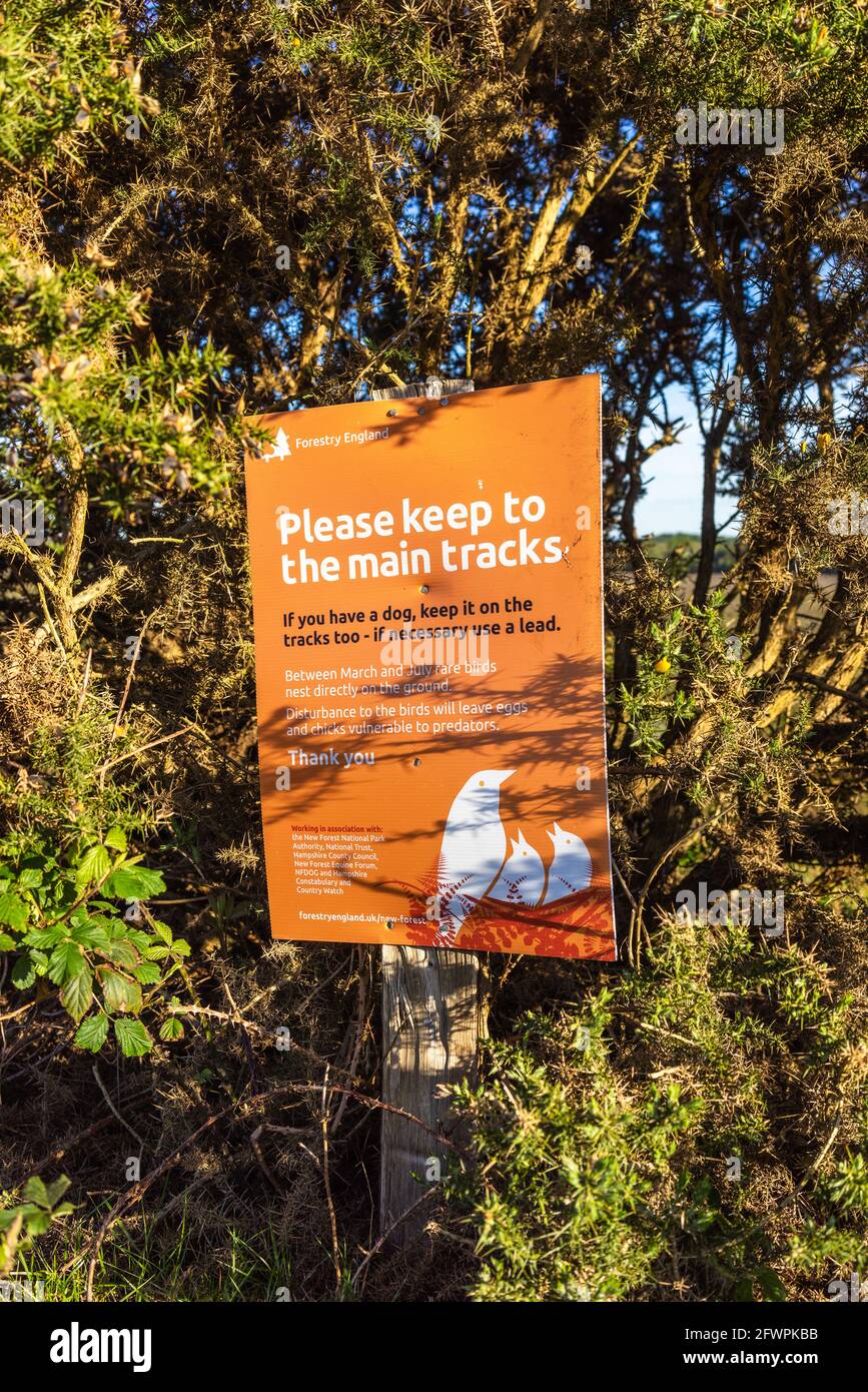 Forestry England Schild fordert die Menschen auf, sich an den Hauptpfaden zu halten, um die brütenden Vögel im New Forest National Park, Hampshire, England, Großbritannien, zu schützen Stockfoto