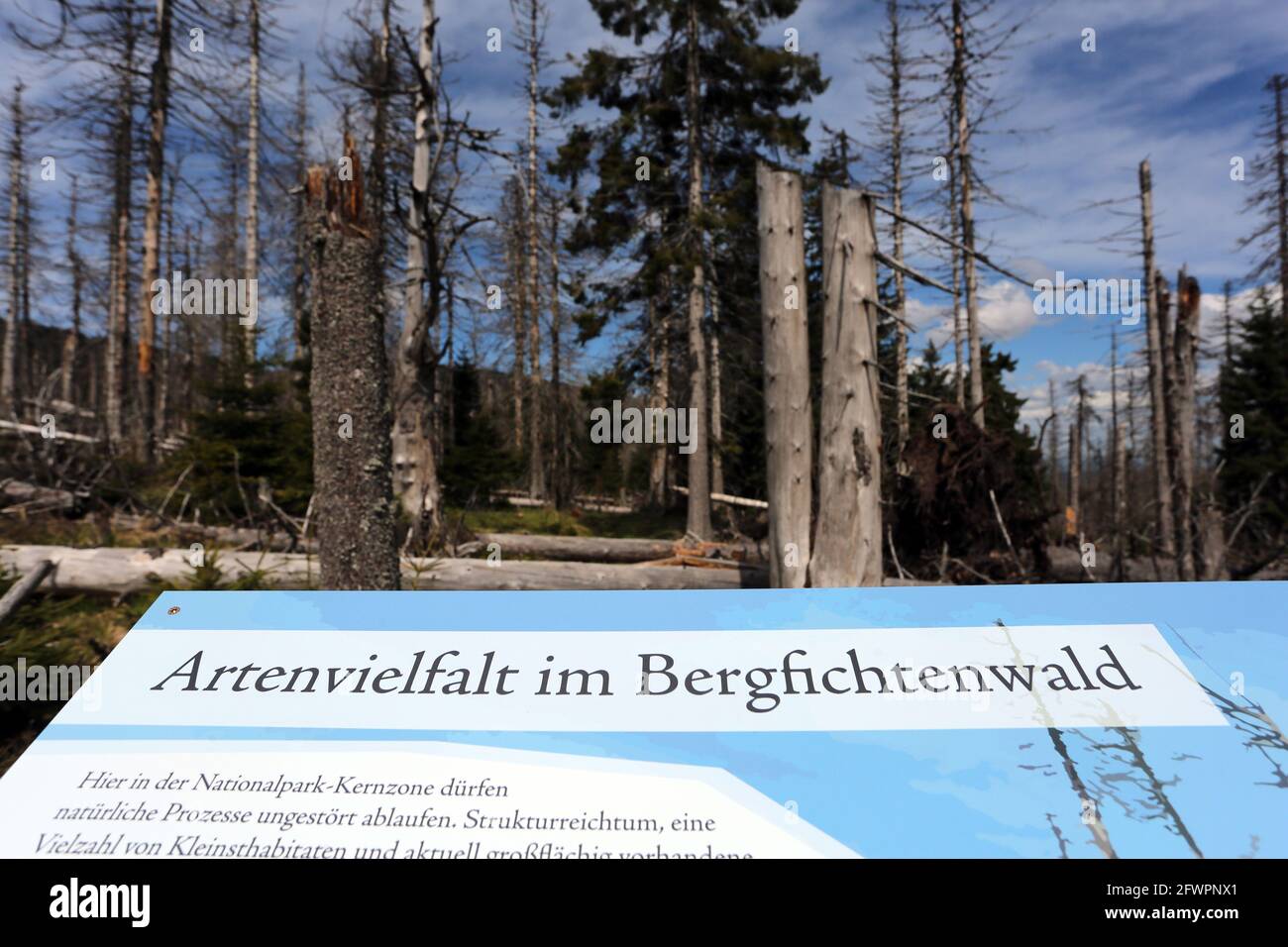 Schierke, Deutschland. Mai 2021. Blick in den Urwald-Aufstieg auf den Brocken. Seit Pfingsten ist ein Abschnitt des beliebten Abenteuerpfades wieder zugänglich. Der Urwaldstieg führt die Besucher in einen vom Menschen kaum beeinflussten Bergfichtenwald und bietet Einblicke in einen seltenen Lebensraum sowie Informationen über den Waldwechsel im Brocken-Urwald und über einheimische Tiere und Pflanzen. Quelle: Matthias Bein/dpa-Zentralbild/dpa/Alamy Live News Stockfoto