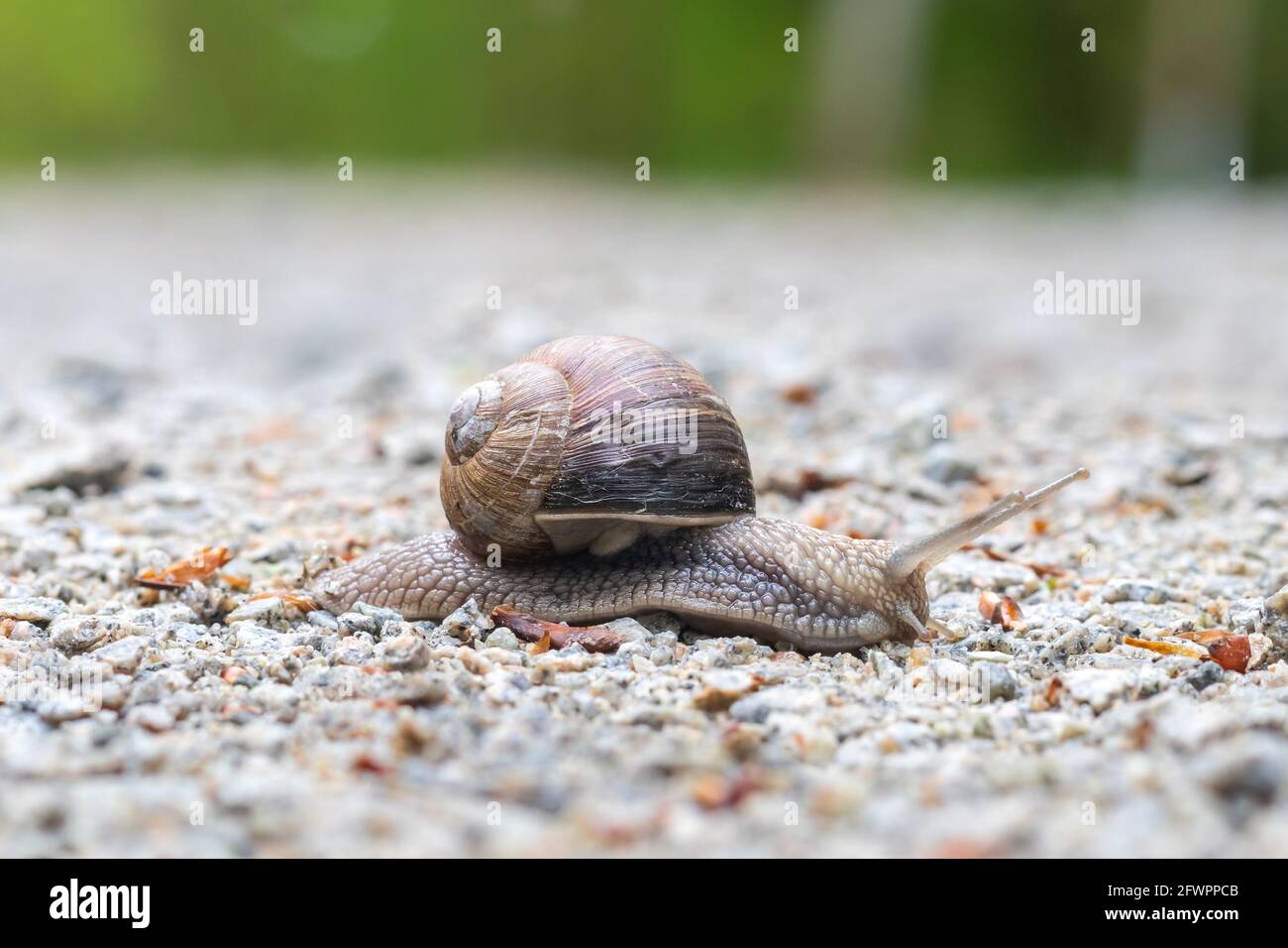 Schnecke mit Muschel auf einer Schotterstraße Stockfoto