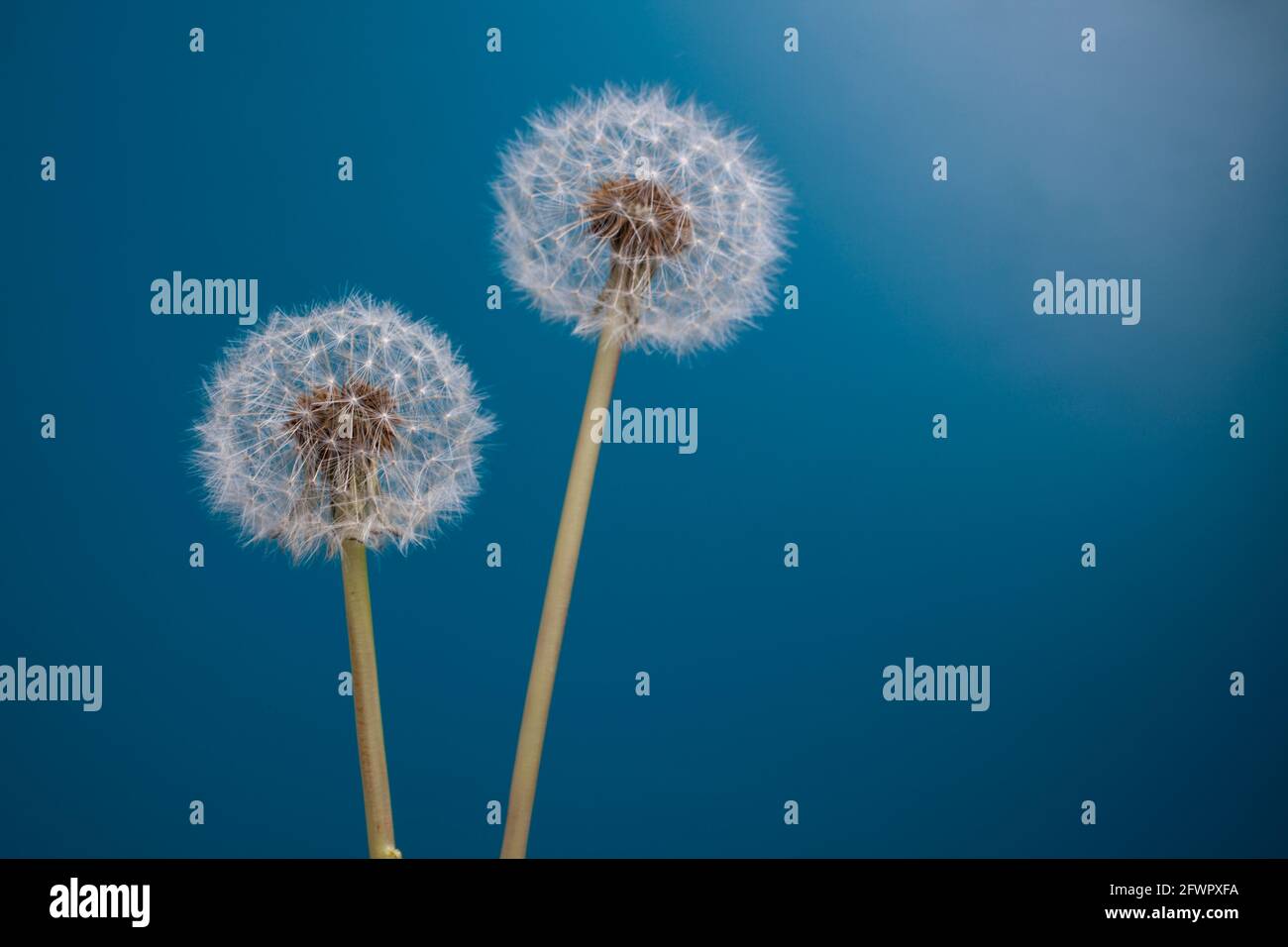 Nahaufnahme von Dandelionen auf blauem Hintergrund Stockfoto