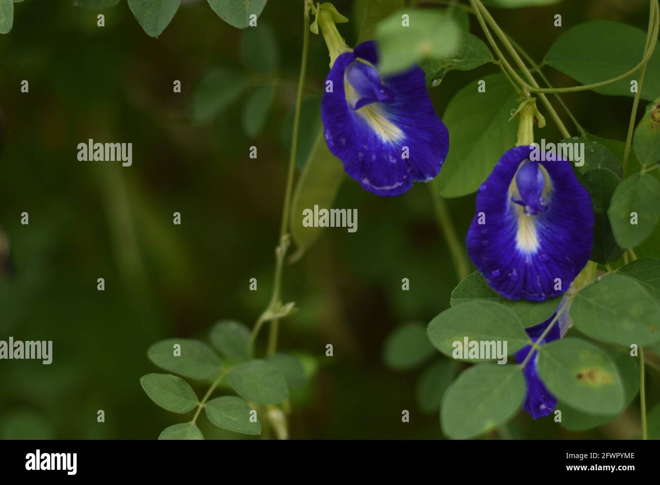Nasse asiatische Taubenflügel (Clitoria ternatea) blühen Stockfoto