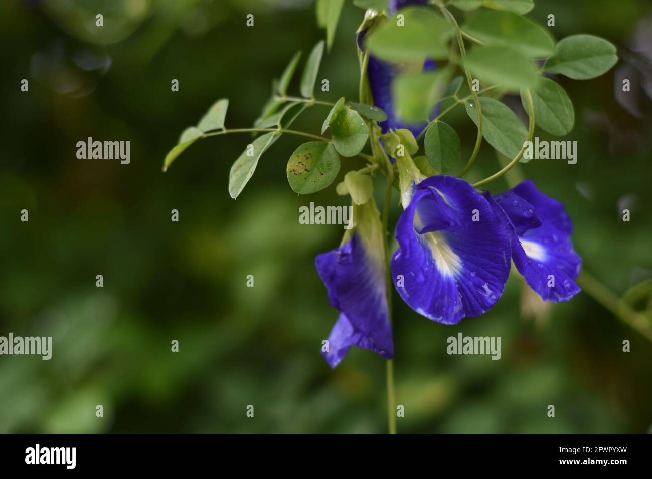 Nasse asiatische Taubenflügel (Clitoria ternatea) blühen Stockfoto