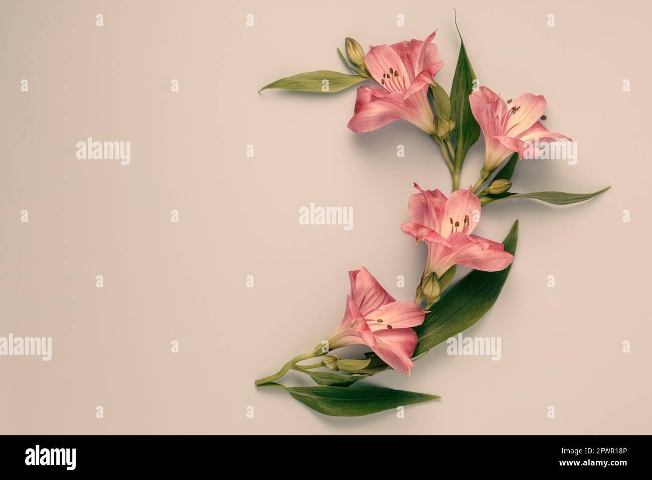 Halbkreis von Blumen auf einfachem Hintergrund Stockfoto