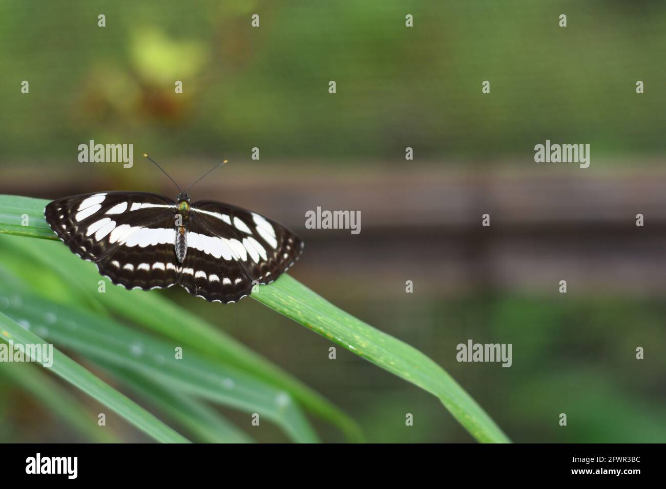 Der Seefahrer (Neptis hylas) thronte auf grünem Gras. Stockfoto