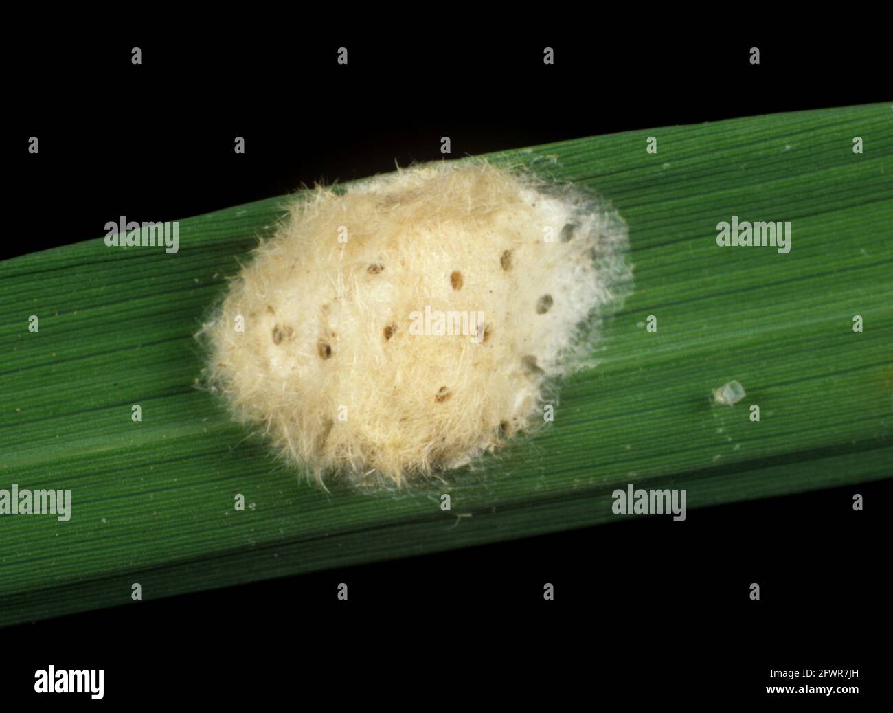 Südamerikanische Weißstiel-Borer (Rupela albinella)-Eier auf einem Reisblatt, Kolumbien Stockfoto
