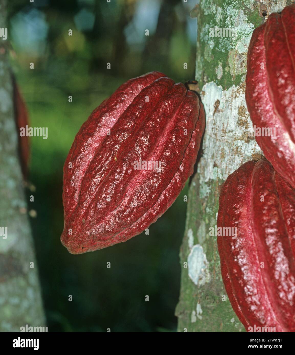Reife Kakaoschoten (Theobroma cacao) Auf einem Baum in einer kolumbianischen Plantage in der Nähe von Cali Stockfoto