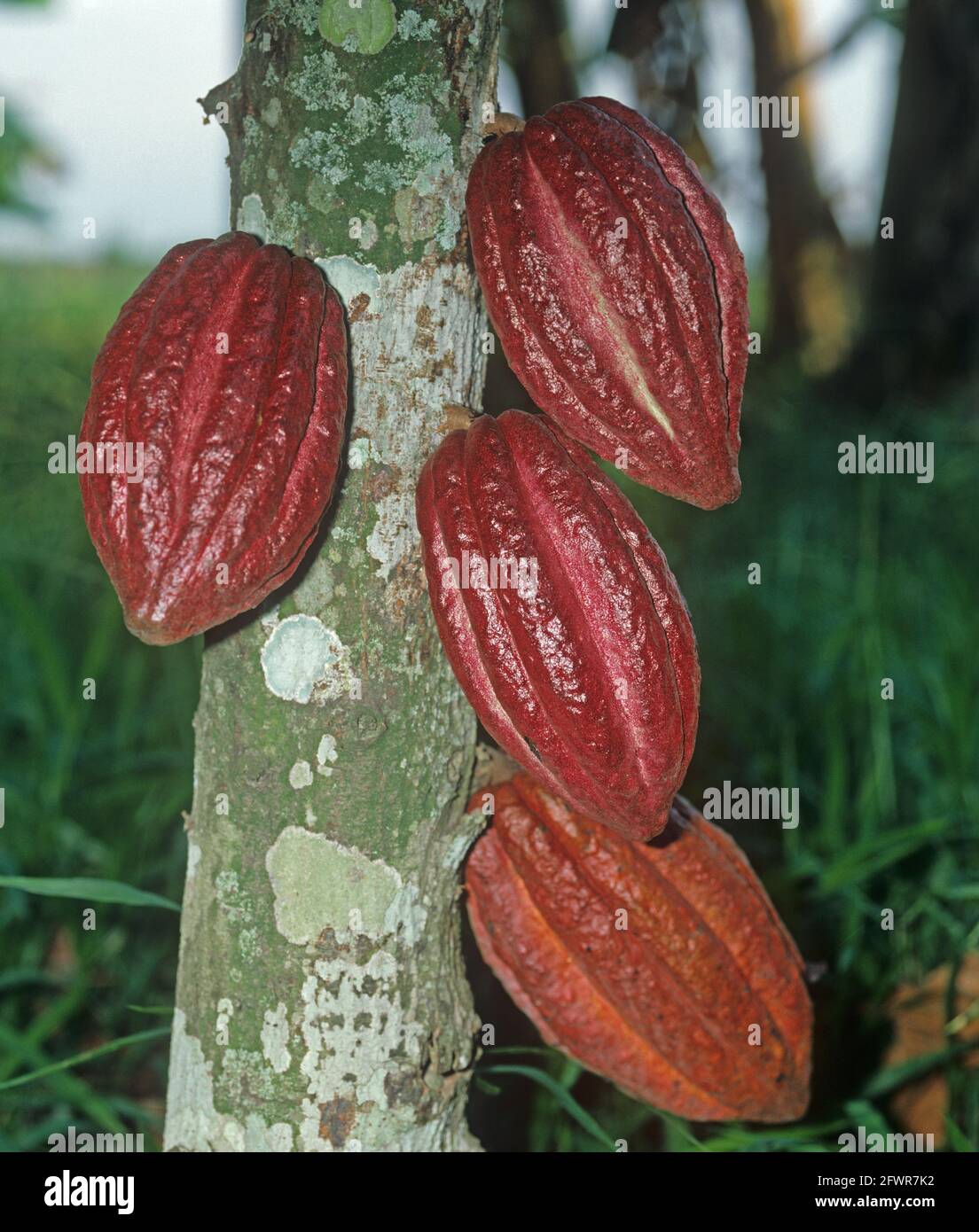 Reife Kakaoschoten (Theobroma cacao) Auf einem Baum in einer kolumbianischen Plantage in der Nähe von Cali Stockfoto