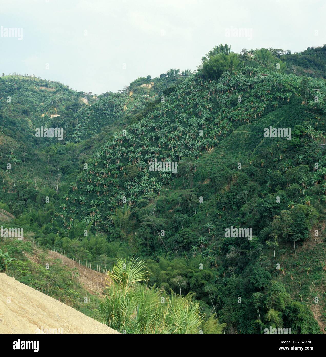 Kaffeeplantage (Coffea arabica), einige unter Bananen- oder Hülsenständern auf den Hügeln in der Nähe von Manizales, Kolumbien Stockfoto