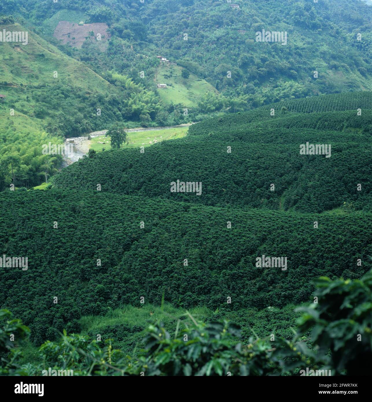 Guter Kaffee Flachland Kaffeeplantagen ohne Schatten Bäume auf genle Hänge eines Flusstal in der Nähe von Pereira Colombia Stockfoto