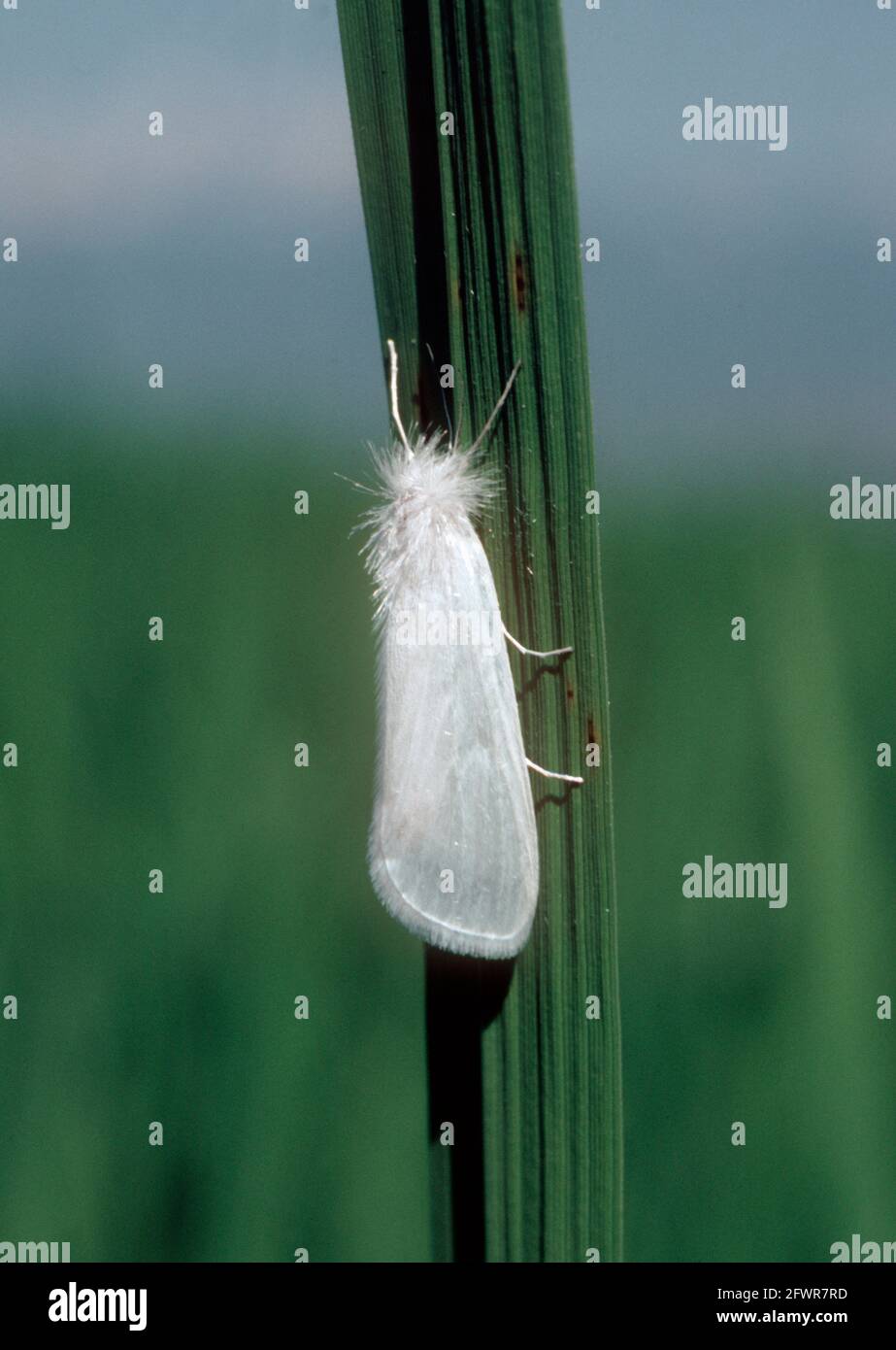Südamerikanische Weißstielbohrer (Rupela albinella) Motte auf einem Reisblatt in einer Ernte, Kolumbien Stockfoto