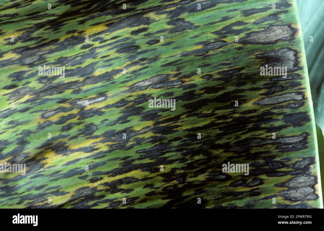 Dunkle, schwarze Läsionen der schwarzen sigatoka-Krankheit (Mycosphaerella fijiensis) auf den Blättern einer Banane, Kolumbien, April Stockfoto