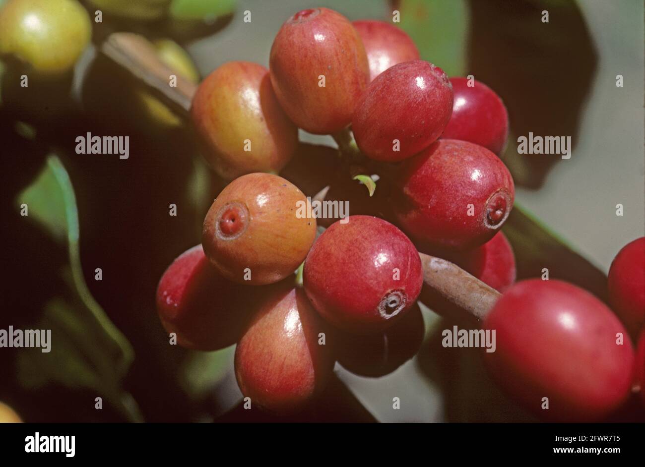 Reifer roter arabica-Kaffee (Coffea arabica) Beeren im Busch, Kolumbien Stockfoto