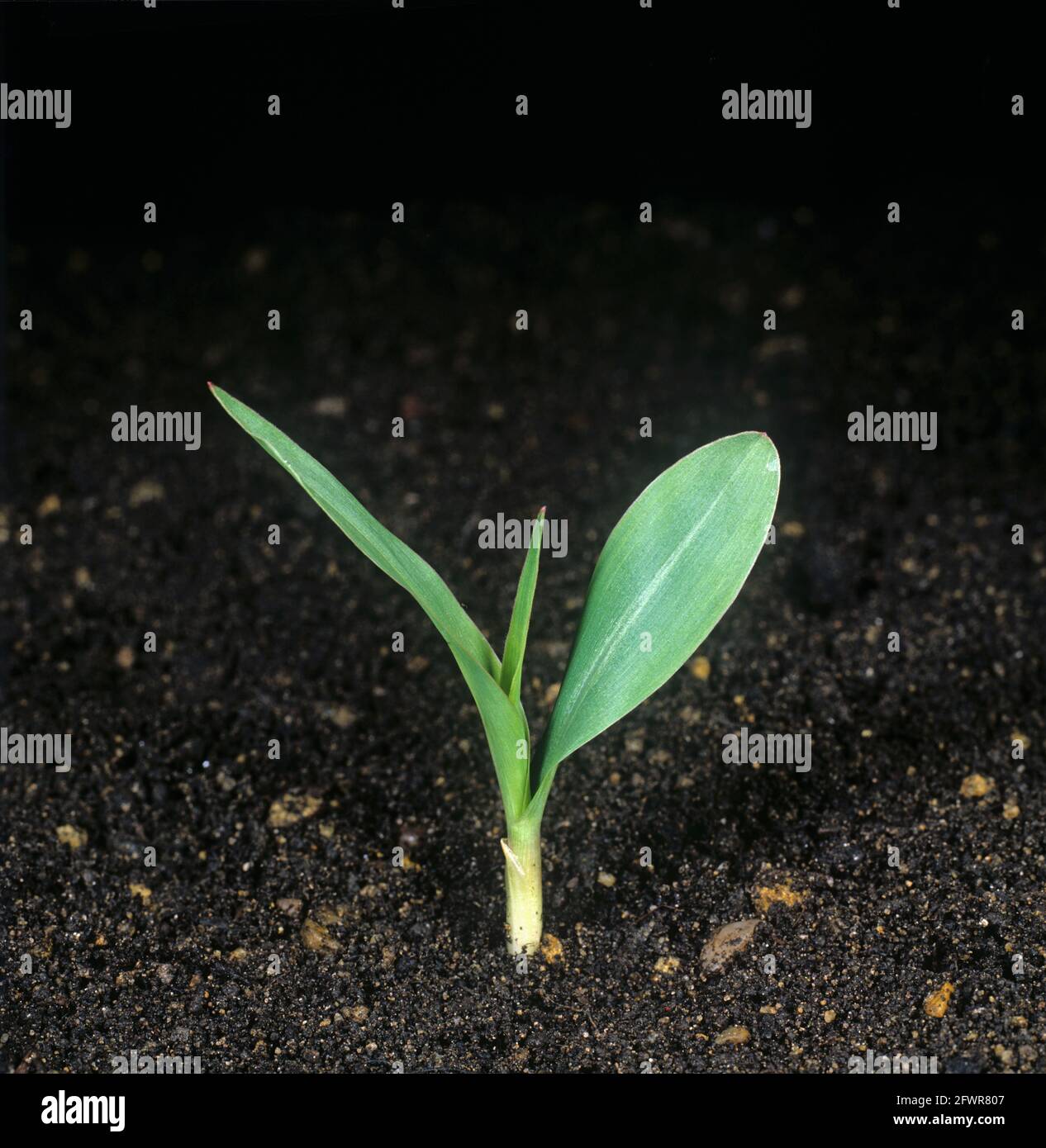 Mais-, Mais- oder Zuckermais (Zea mays)-Sämling mit Koleoptil oder Stachel, erstes Blatt und zweites nur in der Entwicklung Stockfoto