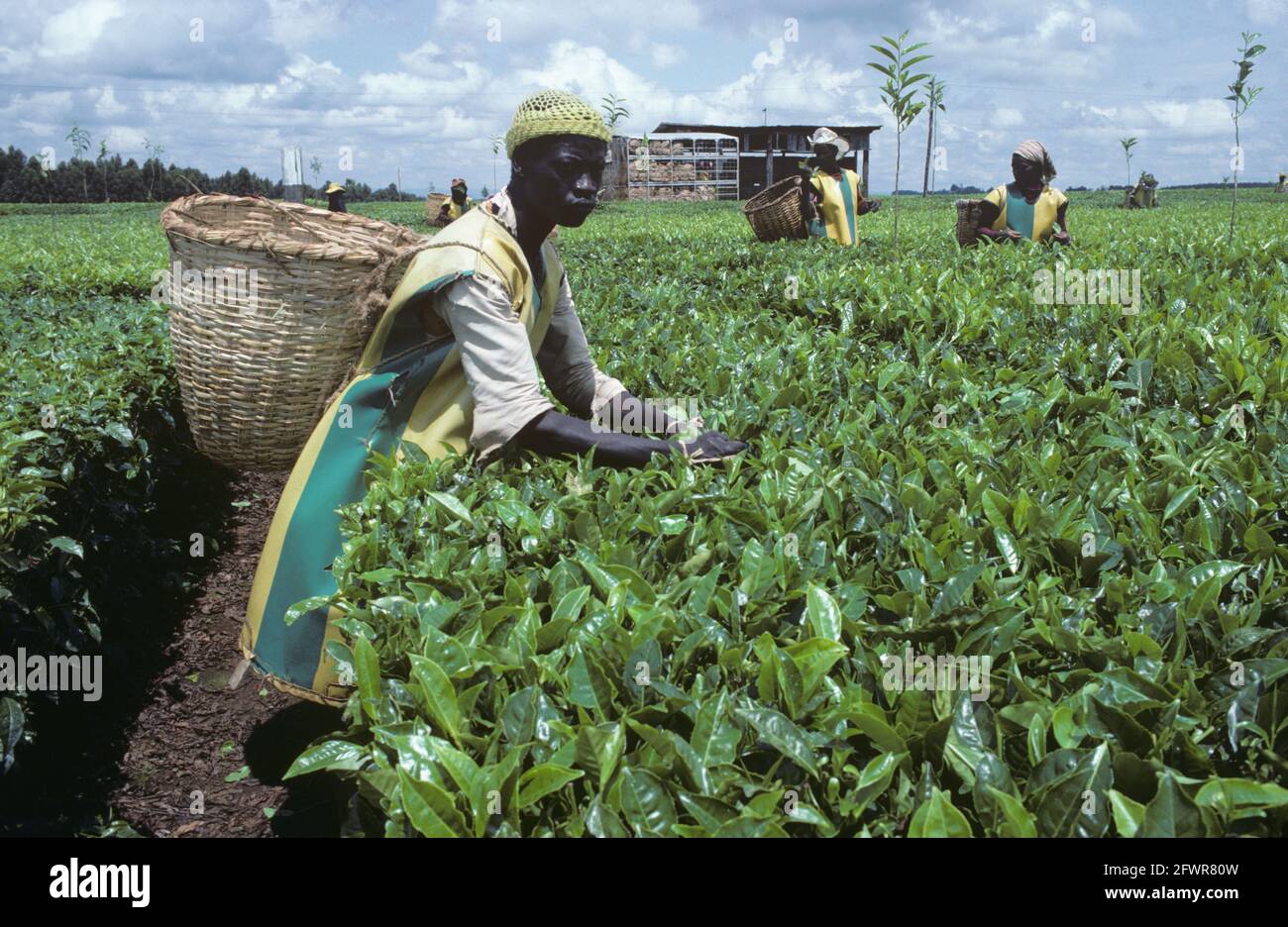 Teepflücker mit Schutzkleidung und einem Rohrkorb, der Tee (Camellia sinensis) aus einer ebenerdigen Ernte, Kenia, Ostafrika, pflückt Stockfoto